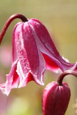 Etioile Rose Clematis - 1 Gallon Pot -Botanhush Sales clematis texensis etoile rose 1