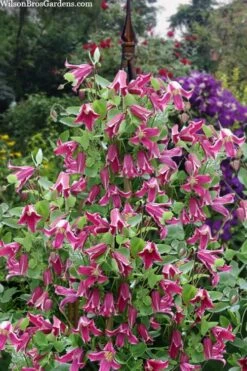 Etioile Rose Clematis - 1 Gallon Pot -Botanhush Sales clematis texensis etoile rose 4