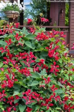 Gravetye Beauty Clematis - 1 Gallon Pot 11 Gravetye Beauty Clematis - 1 Gallon Pot -Botanhush Sales clematis texensis gravetye beauty 10