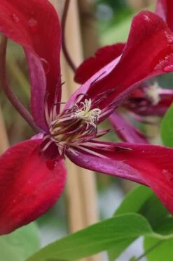 Gravetye Beauty Clematis - 1 Gallon Pot 15 Gravetye Beauty Clematis - 1 Gallon Pot -Botanhush Sales clematis texensis gravetye beauty 6