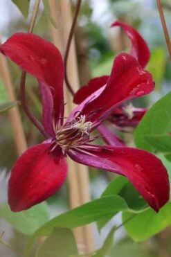 Gravetye Beauty Clematis - 1 Gallon Pot 14 Gravetye Beauty Clematis - 1 Gallon Pot -Botanhush Sales clematis texensis gravetye beauty 7