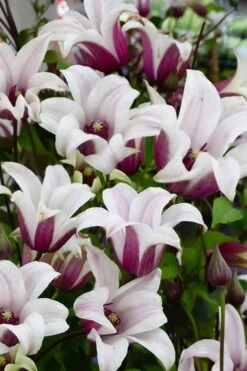 Princess Kate Clematis - 1 Gallon Pot -Botanhush Sales clematis texensis princess kate 14