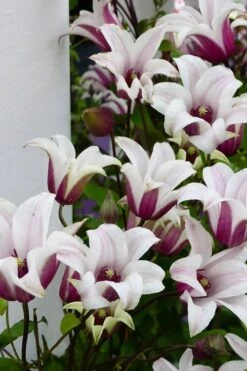 Princess Kate Clematis - 1 Gallon Pot -Botanhush Sales clematis texensis princess kate 15