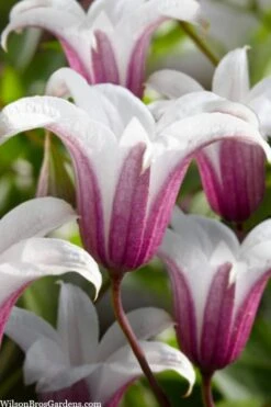 Princess Kate Clematis - 1 Gallon Pot -Botanhush Sales clematis texensis princess kate 23