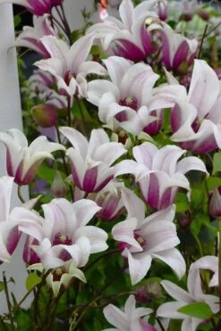 Princess Kate Clematis - 1 Gallon Pot -Botanhush Sales clematis texensis princess kate 4