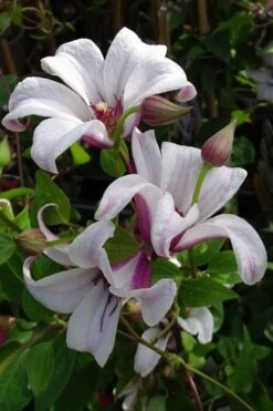 Princess Kate Clematis - 1 Gallon Pot -Botanhush Sales clematis texensis princess kate 5