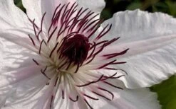 The Countess Of Wessex Clematis - 1 Gallon Pot -Botanhush Sales clematis the countess of wessex 1