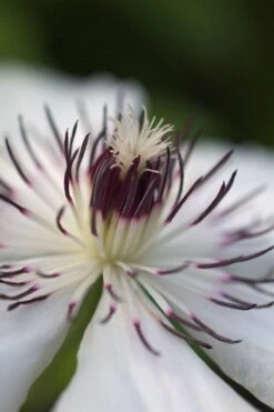 The Countess Of Wessex Clematis - 1 Gallon Pot -Botanhush Sales clematis the countess of wessex 4