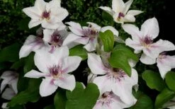 The Countess Of Wessex Clematis - 1 Gallon Pot -Botanhush Sales clematis the countess of wessex 5