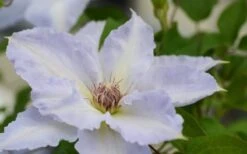 Tranquilite Clematis - 1 Gallon Pot 13 Tranquilite Clematis - 1 Gallon Pot -Botanhush Sales clematis tranquilete 1