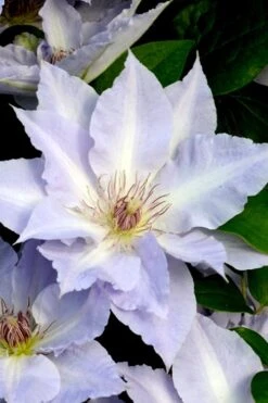 Tranquilite Clematis - 1 Gallon Pot 12 Tranquilite Clematis - 1 Gallon Pot -Botanhush Sales clematis tranquilete 3