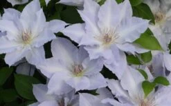 Tranquilite Clematis - 1 Gallon Pot 11 Tranquilite Clematis - 1 Gallon Pot -Botanhush Sales clematis tranquilete 4