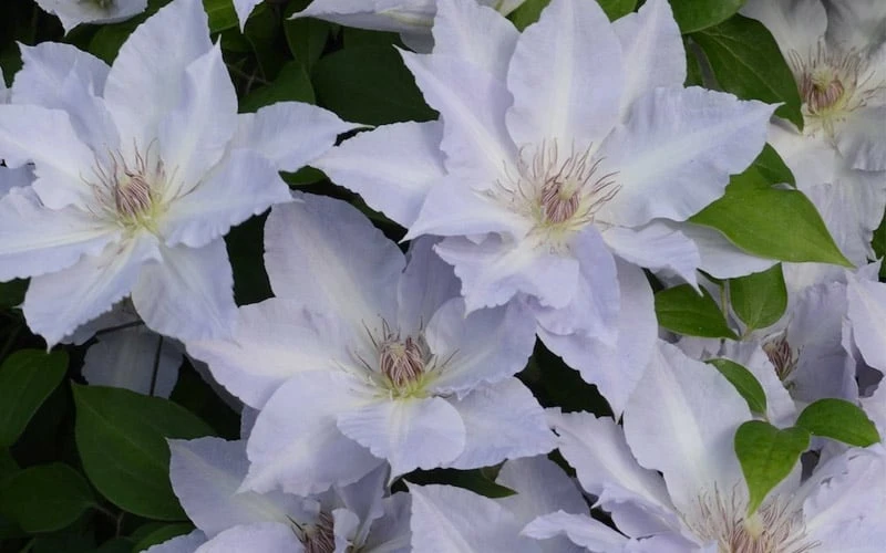 Tranquilite Clematis - 1 Gallon Pot 5 Tranquilite Clematis - 1 Gallon Pot - Image 5