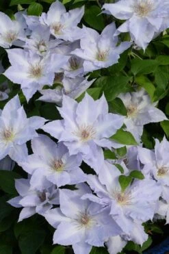 Tranquilite Clematis - 1 Gallon Pot 10 Tranquilite Clematis - 1 Gallon Pot -Botanhush Sales clematis tranquilite 11