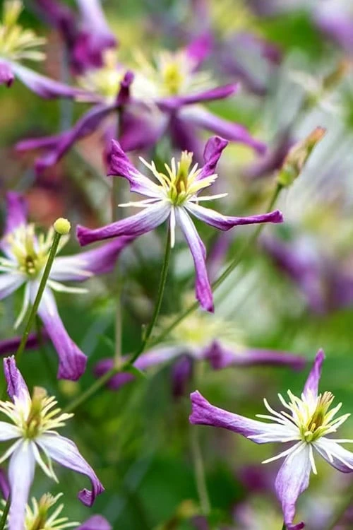 Rubromarginata Fragrant Clematis - 1 Gallon Pot 7 Rubromarginata Fragrant Clematis - 1 Gallon Pot - Image 7