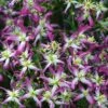 Rubromarginata Fragrant Clematis - 1 Gallon Pot