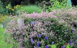 Rubromarginata Fragrant Clematis - 1 Gallon Pot 14 Rubromarginata Fragrant Clematis - 1 Gallon Pot -Botanhush Sales clematis triternata rubromarginata 6