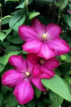 Ville De Lyon Clematis - 1 Gallon Pot -Botanhush Sales clematis ville de lyon 13