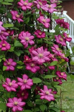 Ville De Lyon Clematis - 1 Gallon Pot -Botanhush Sales clematis ville de lyon 2