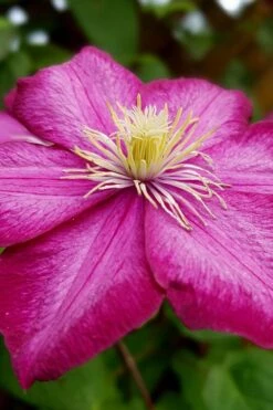 Ville De Lyon Clematis - 1 Gallon Pot -Botanhush Sales clematis ville de lyon 3