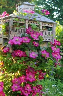 Ville De Lyon Clematis - 1 Gallon Pot -Botanhush Sales clematis ville de lyon 7