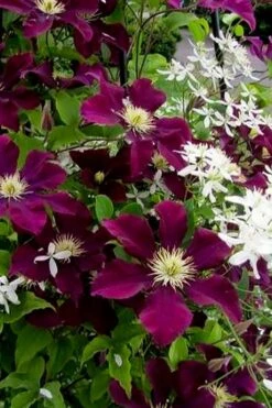 Warsaw Nike Clematis - 1 Gallon Pot 12 Warsaw Nike Clematis - 1 Gallon Pot -Botanhush Sales clematis warsaw nike 11