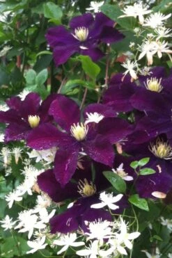 Warsaw Nike Clematis - 1 Gallon Pot 11 Warsaw Nike Clematis - 1 Gallon Pot -Botanhush Sales clematis warsaw nike 12
