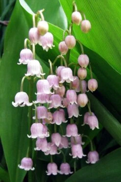 Pink Lily Of The Valley (Convallaria Majalis 'Rosea') - 1 Gallon Pot 8 Pink Lily Of The Valley (Convallaria Majalis 'Rosea') - 1 Gallon Pot -Botanhush Sales convallaria majalis rosea pink lily of the valley 1