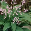 Pink Lily Of The Valley (Convallaria Majalis 'Rosea') - 1 Gallon Pot