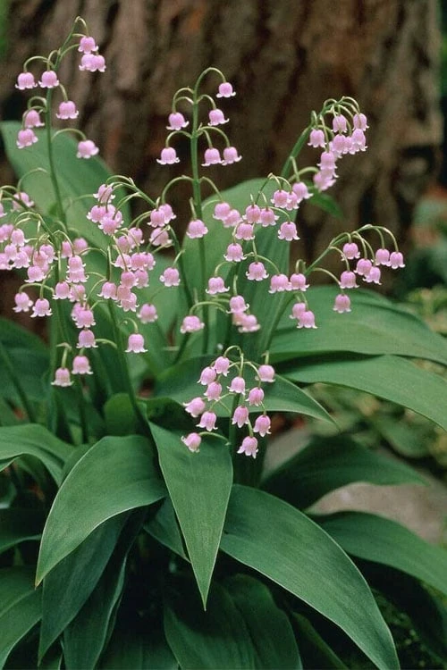 Pink Lily Of The Valley (Convallaria Majalis 'Rosea') - 1 Gallon Pot 1 Pink Lily Of The Valley (Convallaria Majalis 'Rosea') - 1 Gallon Pot