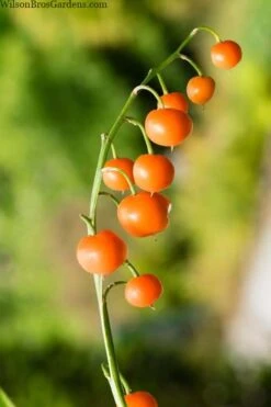 Pink Lily Of The Valley (Convallaria Majalis 'Rosea') - 1 Gallon Pot 9 Pink Lily Of The Valley (Convallaria Majalis 'Rosea') - 1 Gallon Pot -Botanhush Sales convallaria majalis rosea pink lily of the valley 5