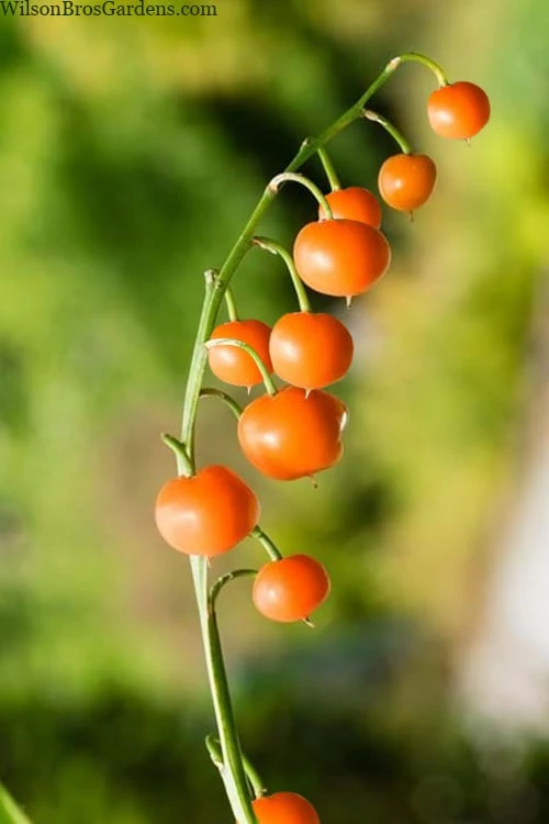 Pink Lily Of The Valley (Convallaria Majalis 'Rosea') - 1 Gallon Pot 5 Pink Lily Of The Valley (Convallaria Majalis 'Rosea') - 1 Gallon Pot - Image 5