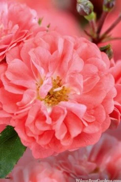 Coral Drift Groundcover Rose - 1 Gallon Pot 9 Coral Drift Groundcover Rose - 1 Gallon Pot -Botanhush Sales coral drift rose 101 1