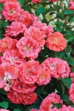 Coral Drift Groundcover Rose - 1 Gallon Pot 11 Coral Drift Groundcover Rose - 1 Gallon Pot -Botanhush Sales coral drift rose 102 1