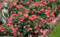 Coral Drift Groundcover Rose - 1 Gallon Pot 10 Coral Drift Groundcover Rose - 1 Gallon Pot -Botanhush Sales coral drift rose 104 1