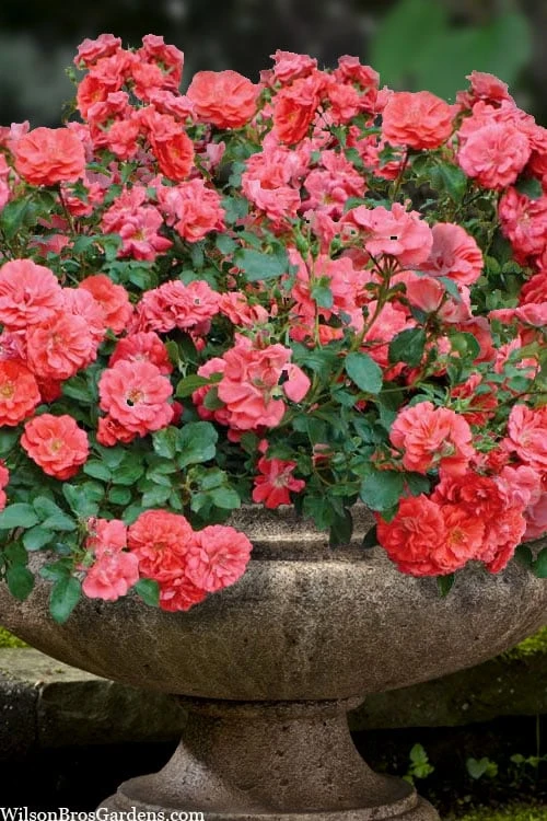 Coral Drift Groundcover Rose - 1 Gallon Pot 1 Coral Drift Groundcover Rose - 1 Gallon Pot