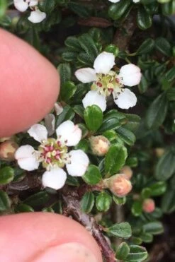 Streib's Findling Cotoneaster - 1 Gallon Pot 16 Streib's Findling Cotoneaster - 1 Gallon Pot -Botanhush Sales cotoneaster dammeri streibs findling 3