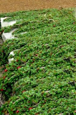 Streib's Findling Cotoneaster - 1 Gallon Pot 14 Streib's Findling Cotoneaster - 1 Gallon Pot -Botanhush Sales cotoneaster dammeri streibs findling 5