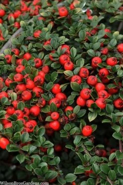 Streib's Findling Cotoneaster - 1 Gallon Pot 13 Streib's Findling Cotoneaster - 1 Gallon Pot -Botanhush Sales cotoneaster dammeri streibs findling 8