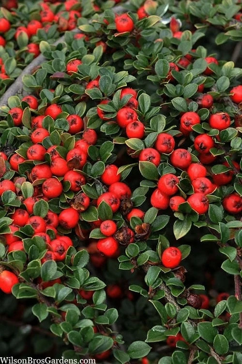 Streib's Findling Cotoneaster - 1 Gallon Pot 5 Streib's Findling Cotoneaster - 1 Gallon Pot - Image 5