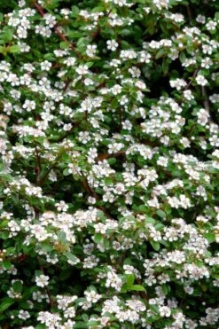 Streib's Findling Cotoneaster - 1 Gallon Pot 12 Streib's Findling Cotoneaster - 1 Gallon Pot -Botanhush Sales cotoneaster dammeri streibs findling 9