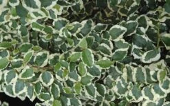 Variegated Creeping Fig - Ficus Pumila 'Variegata' - 6 Pack Of Pint Pots -Botanhush Sales creeping fig ficus pumila variegata 50