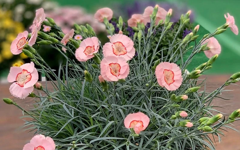 Georgia Peach Pie Dianthus - 1 Gallon Pot 6 Georgia Peach Pie Dianthus - 1 Gallon Pot - Image 6