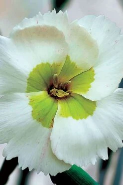 Key Lime Pie Dianthus - 1 Gallon Pot -Botanhush Sales dianthus key lime 500x750 1