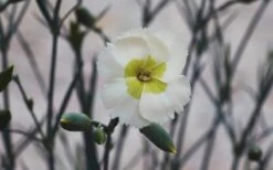 Key Lime Pie Dianthus - 1 Gallon Pot -Botanhush Sales dianthus key lime 800x500 1