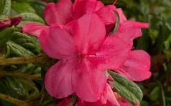 Autumn Jewel Encore Azalea - 1 Gallon Pot 7 Autumn Jewel Encore Azalea - 1 Gallon Pot -Botanhush Sales encore azalea autumn jewel