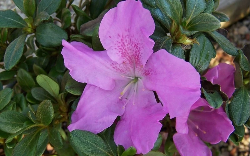 Autumn Lilac Encore Azalea - 1 Gallon Pot 5 Autumn Lilac Encore Azalea - 1 Gallon Pot - Image 5