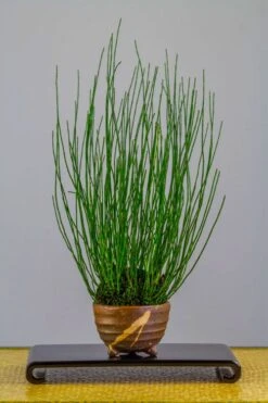 Dwarf Horsetail Reed Grass (Equisetum Scirpoides) - 1 Gallon Pot -Botanhush Sales equisetum scirpoides dwarf horsertail grass 2