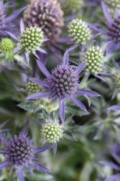 Blue Hobbit Sea Holly (Eryngium Planum) - 1 Gallon Pot 9 Blue Hobbit Sea Holly (Eryngium Planum) - 1 Gallon Pot -Botanhush Sales eryngium planum blue hobbit sea holly 1 1