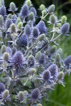 Blue Hobbit Sea Holly (Eryngium Planum) - 5 Pack Of Quart Pots -Botanhush Sales eryngium planum blue hobbit sea holly 5